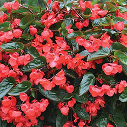 Begonia Encanto Red