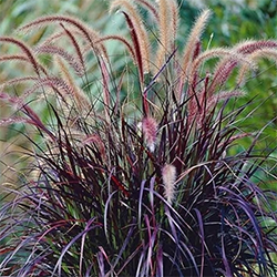 Grass Pennisetum Rubrum