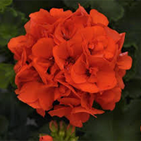 Rocky Mtn. Orange Large 10" Geranium Pot