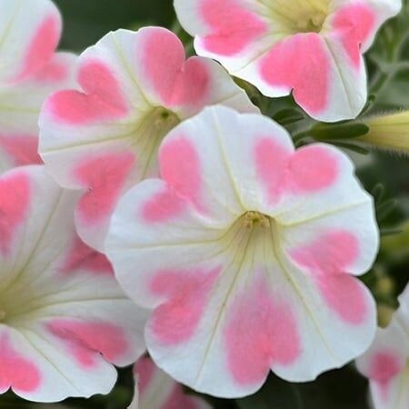 Petunia Surfina Heartbeat