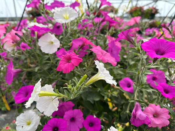 Vista Views Hanging Basket