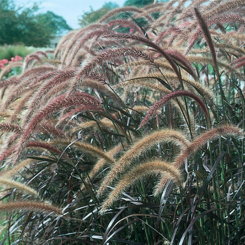 Grass Purple Fountain