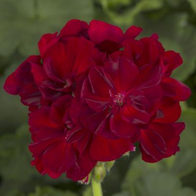 Large Burgundy Calliope Geranium