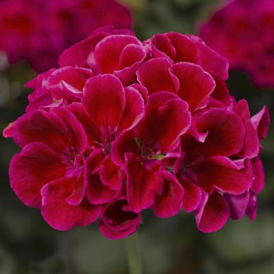 Medium Crimson Flame Calliope Geranium