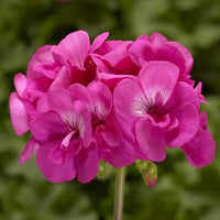 Hot Pink Large Calliope Geranium