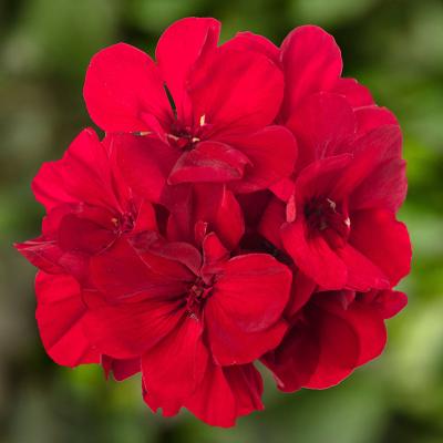 Medium Dark Red Calliope Geranium