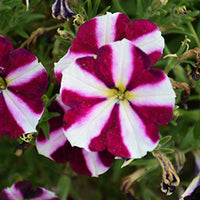Petunia Amore® Fluttering Heart
