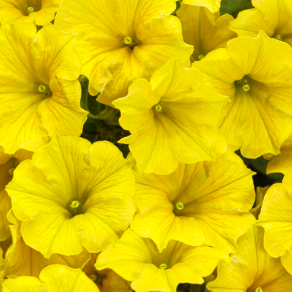Supertunia Yellow Mini Vista