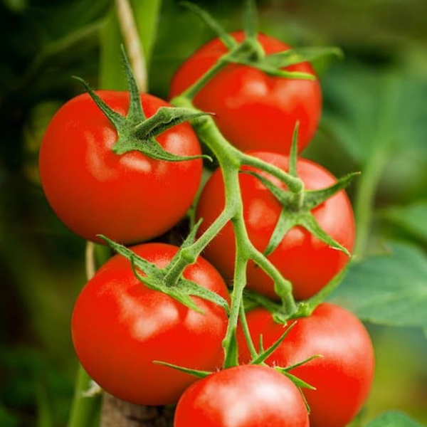 Tomato Cherry Large