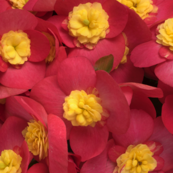 Begonia Valentino Pink Hiemalis