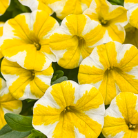 Calibrachoa Lemon Slice