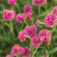 Gomphrena Truffula Pink