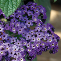 Heliotrope Marino Blue