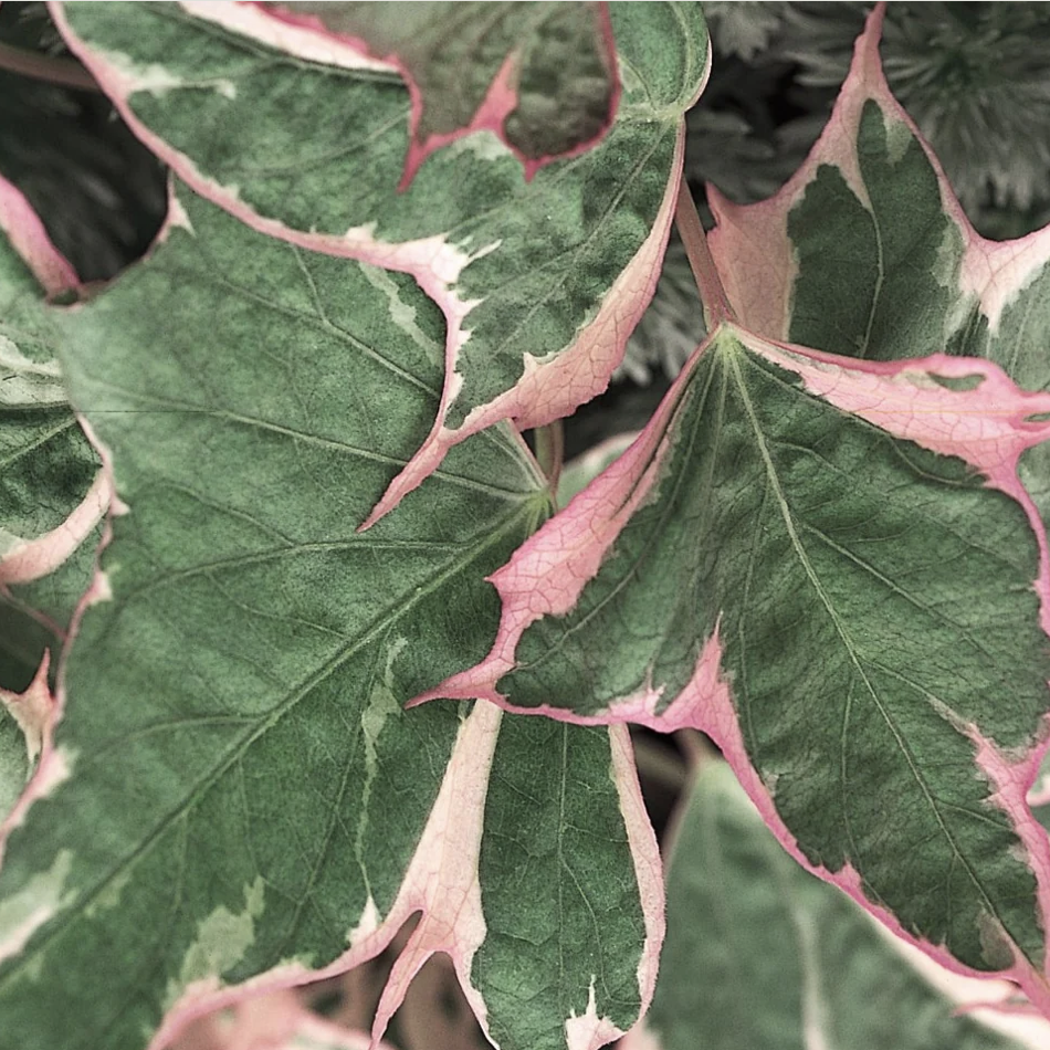 Ipomoea Tricolor – Pink Prairie Gardens