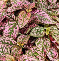 Hypoestes Pink Lotty Dotty