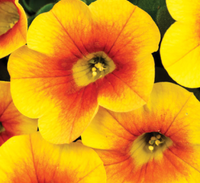 Calibrachoa Calitastic Mango