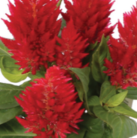 Celosia Kelos Fire Red