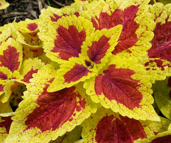 Coleus Stained Glass Raspberry Tart