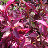 Alternanthera Brazilian Red Hots