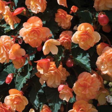 Begonia Peach Fragrant Falls