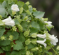 Lophos Lofos White