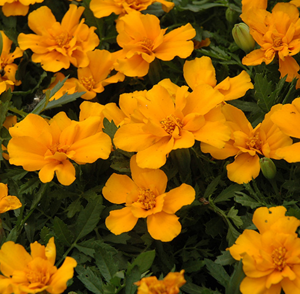 Marigold French Safari Orange 6 Pack