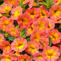 Calibrachoa Coral Sun Superbells