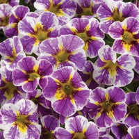 Calibrachoa Holy Smokes Superbells