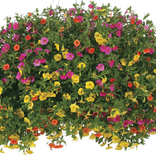 Candyland Hanging Basket