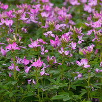 Cleome Clio Magenta