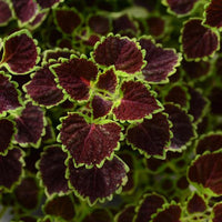 Coleus Stained Glass Burgundy Wedding Train