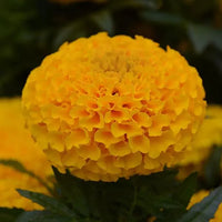 Marigold African Taishan Gold 6 Pack