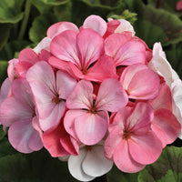 Geranium White To Rose Premium Seed