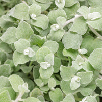 Helichrysum Licorice White