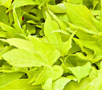 Ipomoea Bright Ideas Cordate Lime
