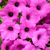 Supertunia Jazzberry