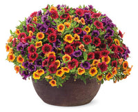 Summer Punch Hanging Basket