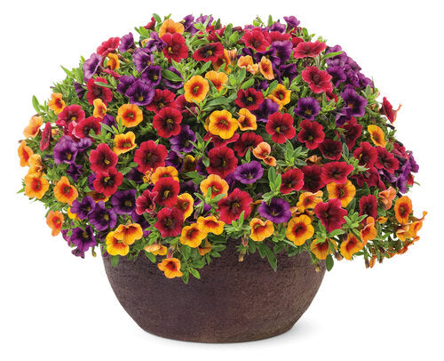 Summer Punch Hanging Basket