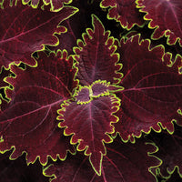 Coleus Wicked Witch