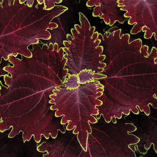 Coleus Wicked Witch