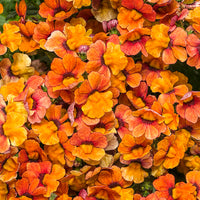 Nemesia Sunsatia Blood Orange