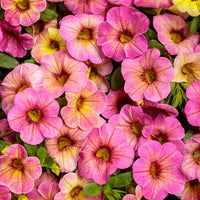 Calibrachoa Magic Pink Lemonade Superbells