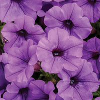Supertunia Indigo Mini Vista