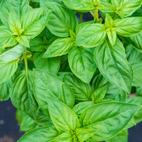 Basil Sweet Italian Broadleaf