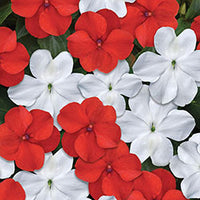 Impatiens Beacon Red and White Mix 6 pack