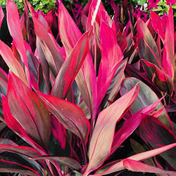 10" Red Sister Cordyline