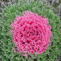 Kale Flower Glamour Red