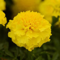Marigold French Yellow 6 Pack
