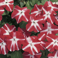 Impatiens Red Star 6 Pack