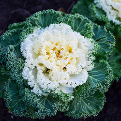 Kale Flower Nagoya White